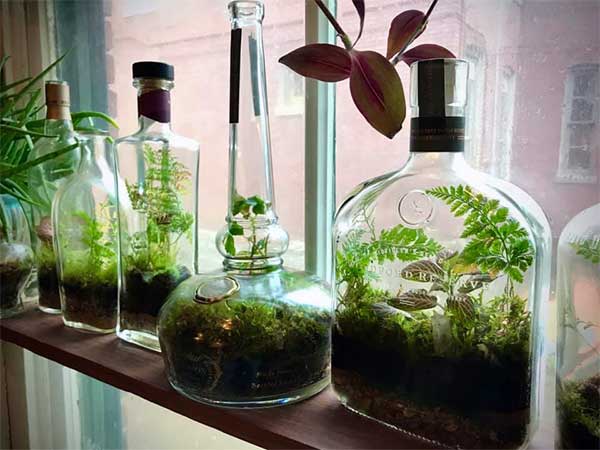 seni terrarium