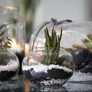 Cara Membuat Terranium