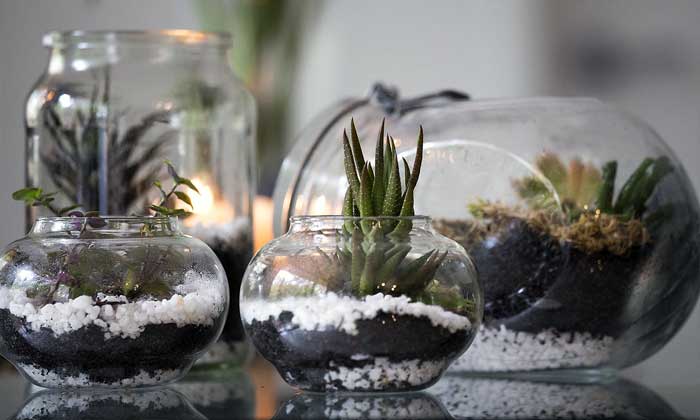 Cara Membuat Terranium