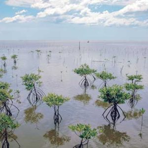 mangrove