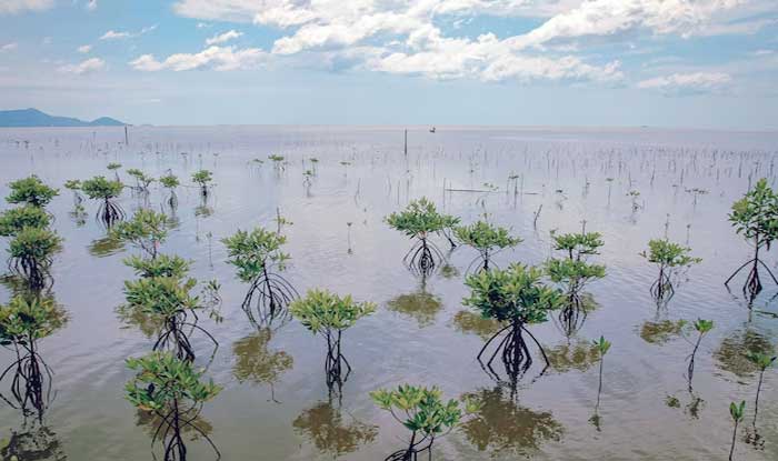 mangrove