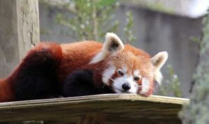 panda merah