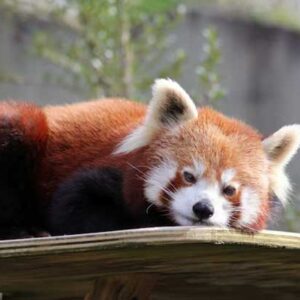 panda merah